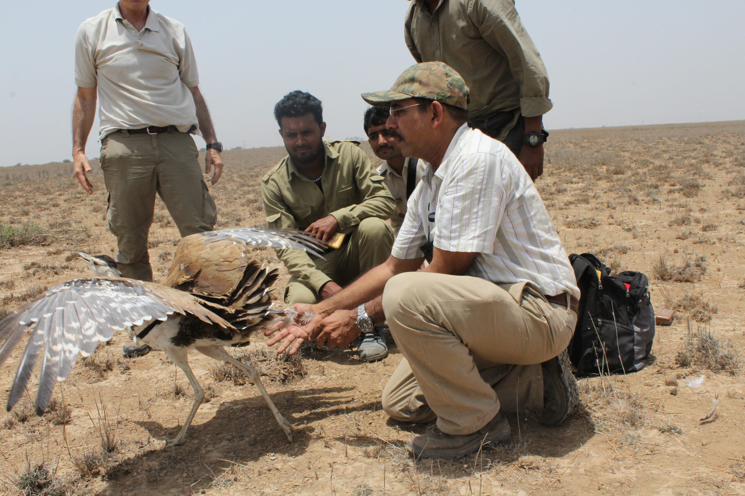 Great Indian Bustards release